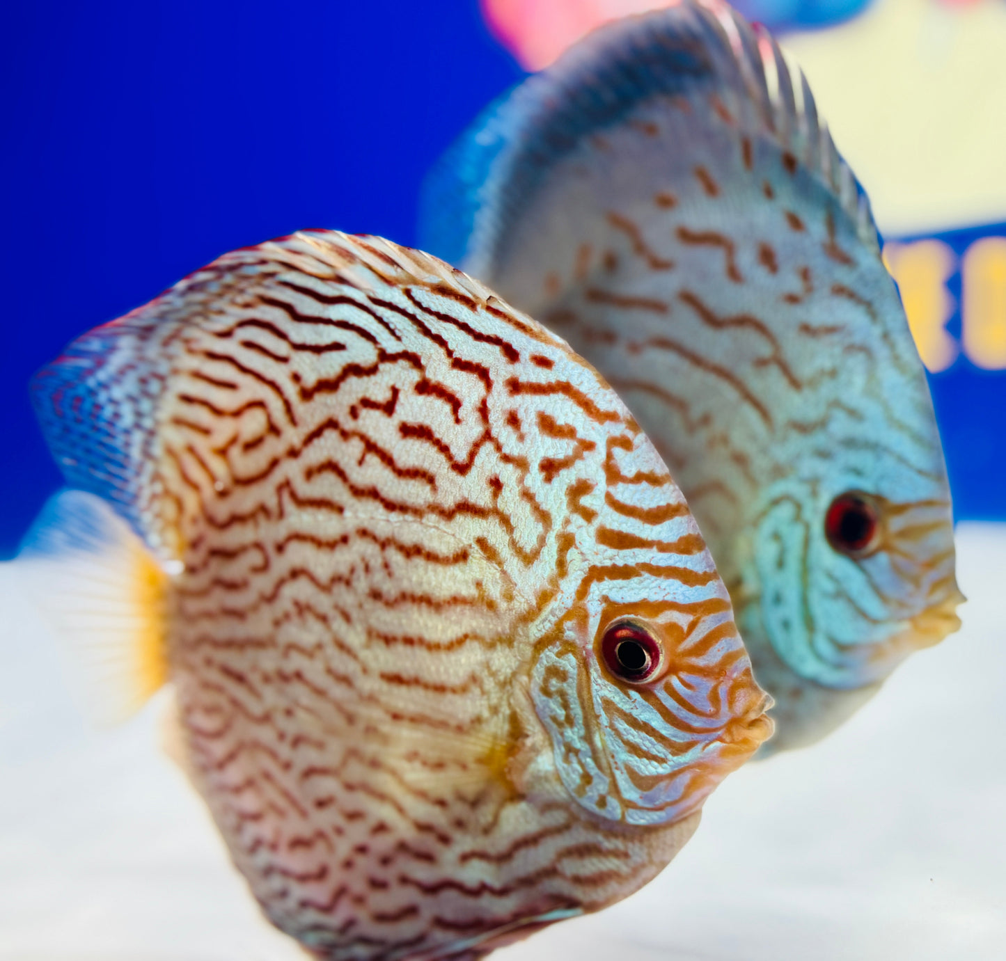 Giant Floral Discus 5-5.5"