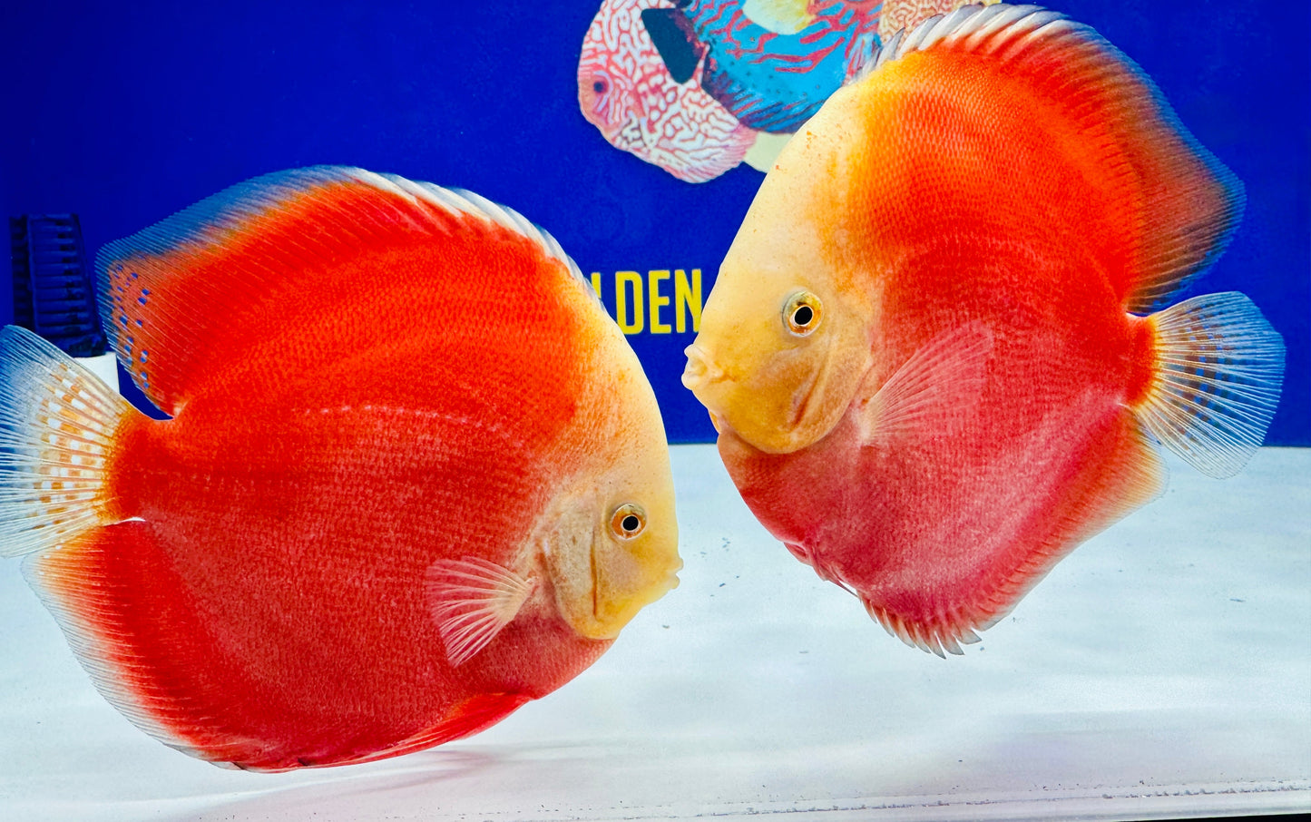 Red White Premium Discus 6-6.5"