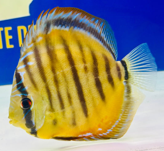 Wild Cross Yellow (Paraconi) Premium KL Discus 6-6.5"