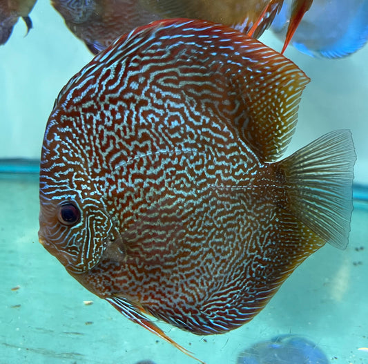 Red Scarlet Snakeskin Discus Premium 6-6.5"