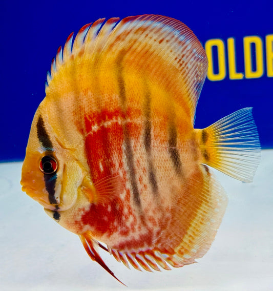 Ica Red Discus 4.5-5"