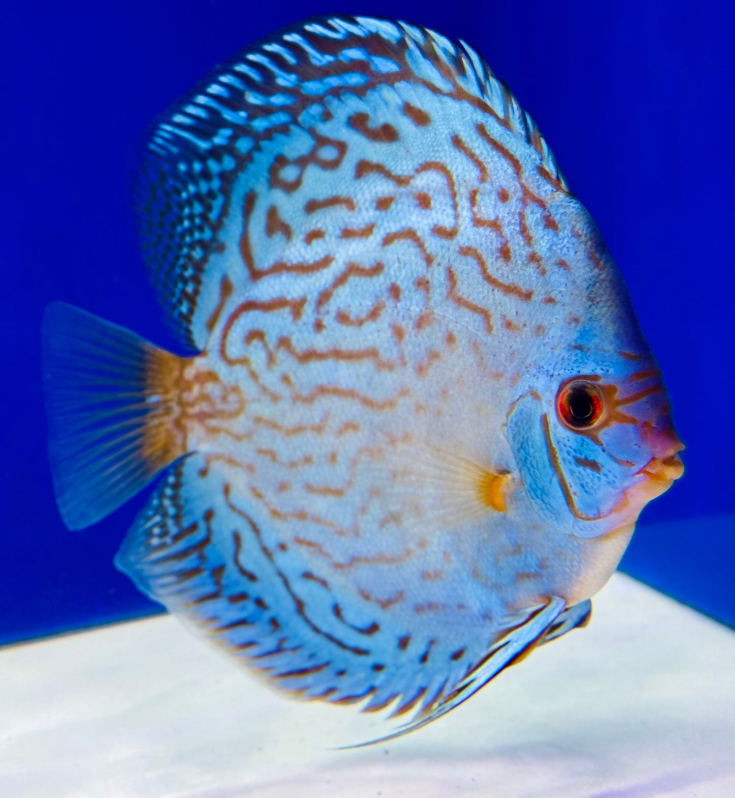 Giant Floral  Premium Discus 6-6.5"