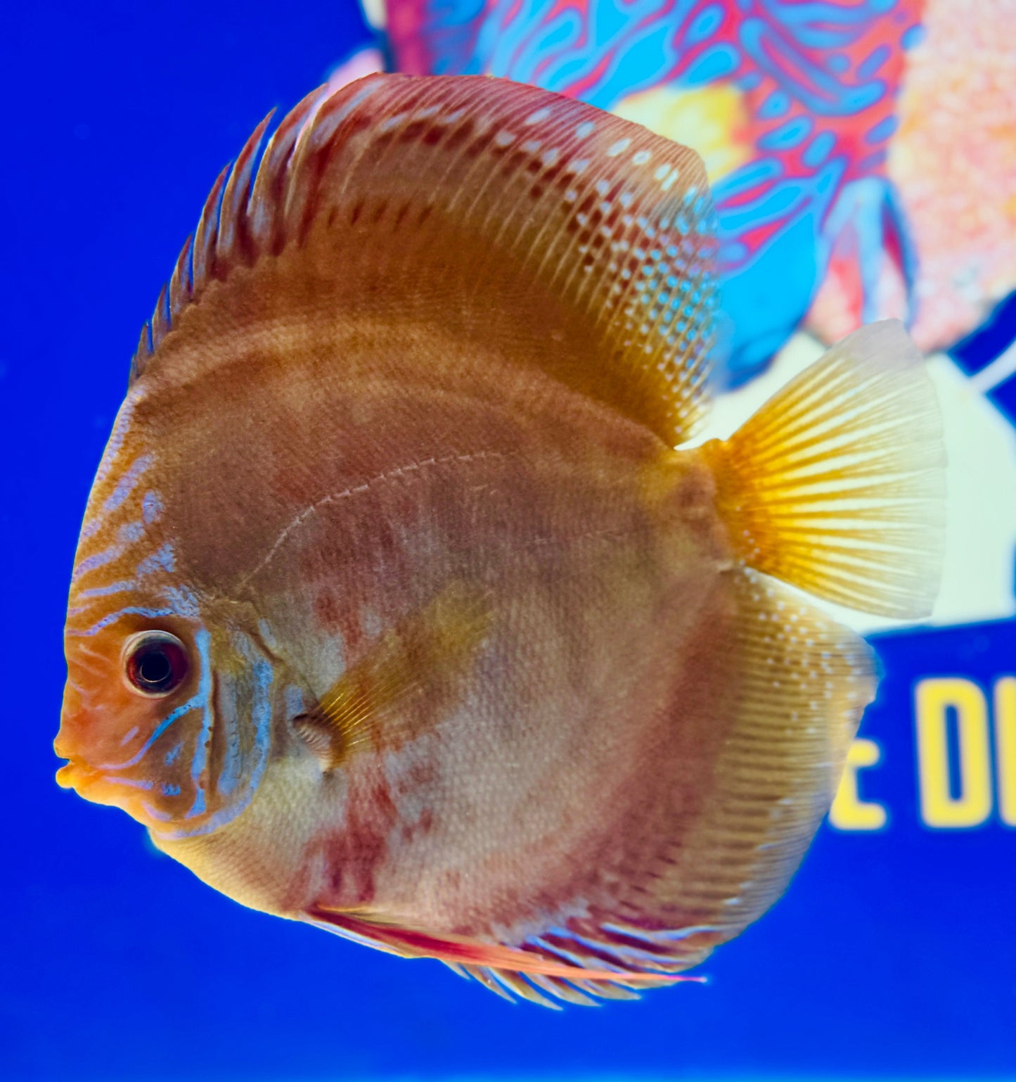 Wild Cross Discus 5-5.5"