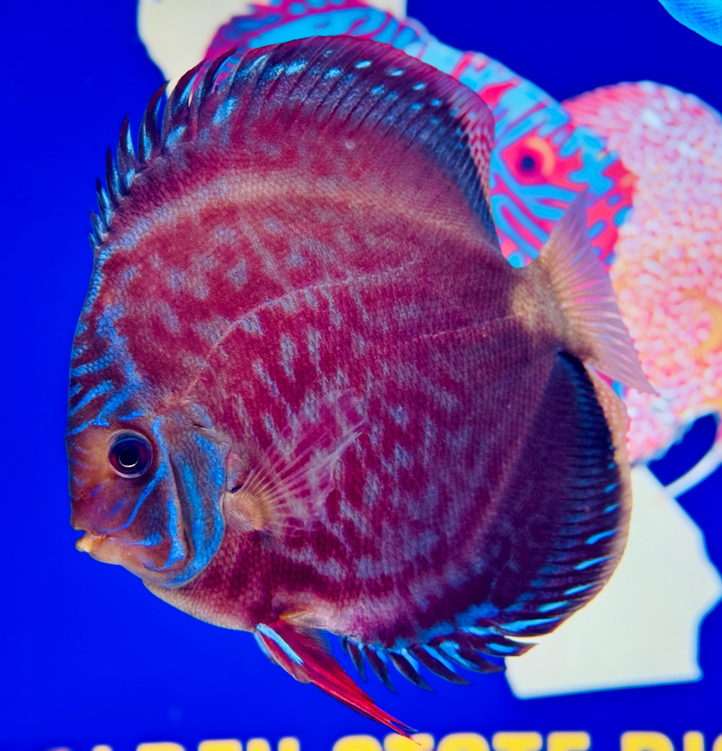 Wild Cross Premium Discus 6-6.5"