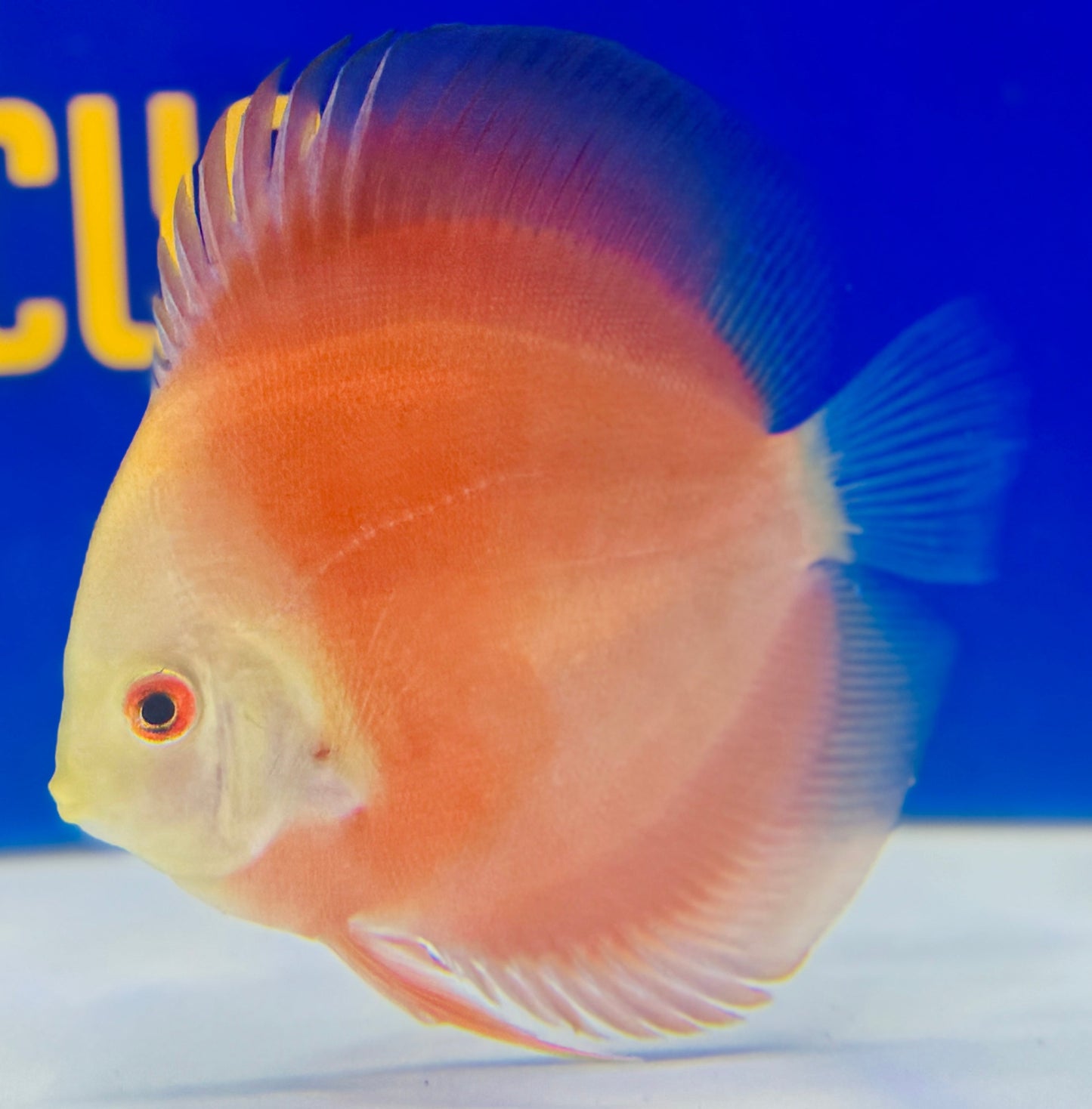 Red Golden Diamond Discus 4-4.5"