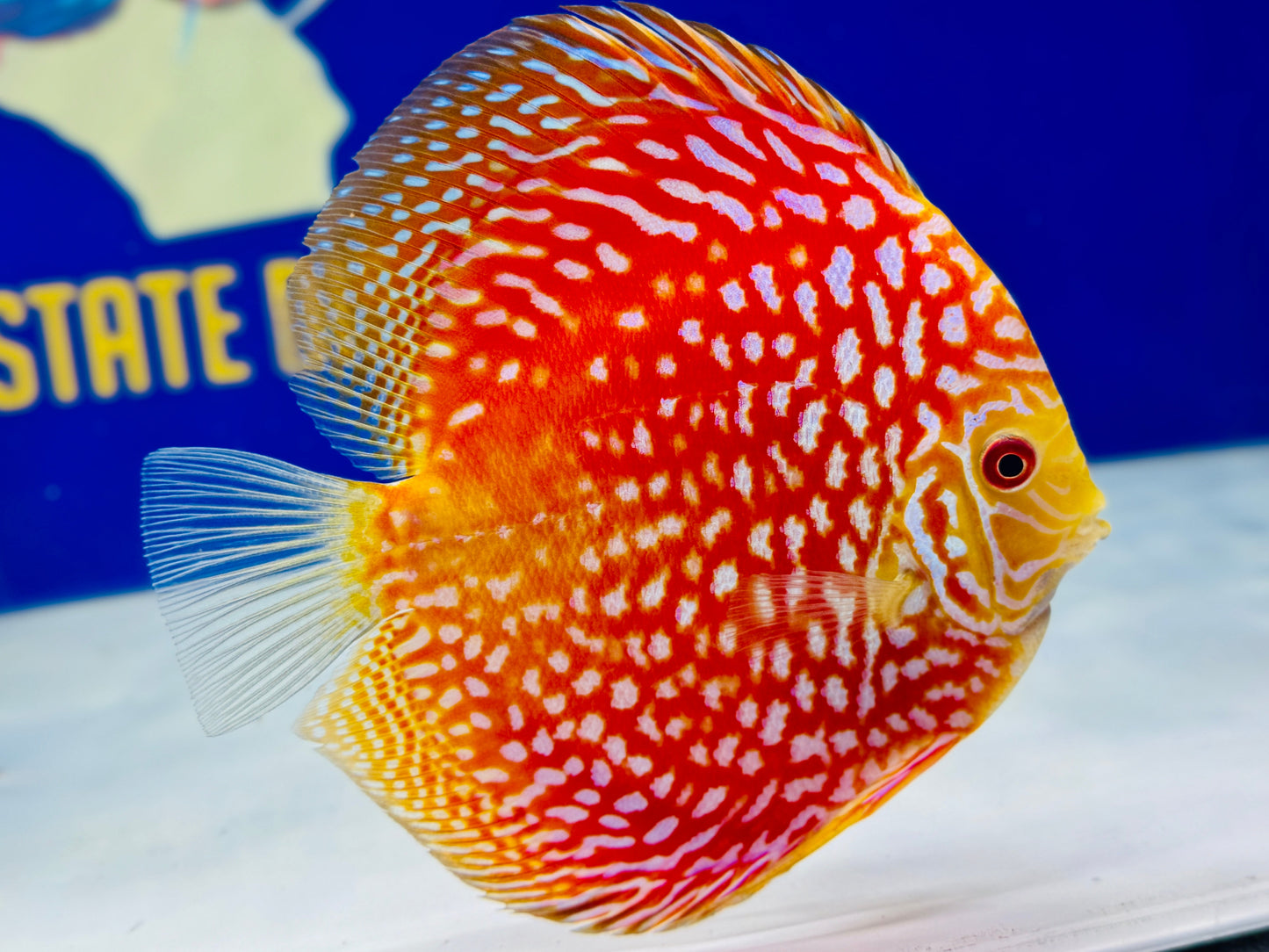 Pigeon Checkerboard Discus 5-5.5"