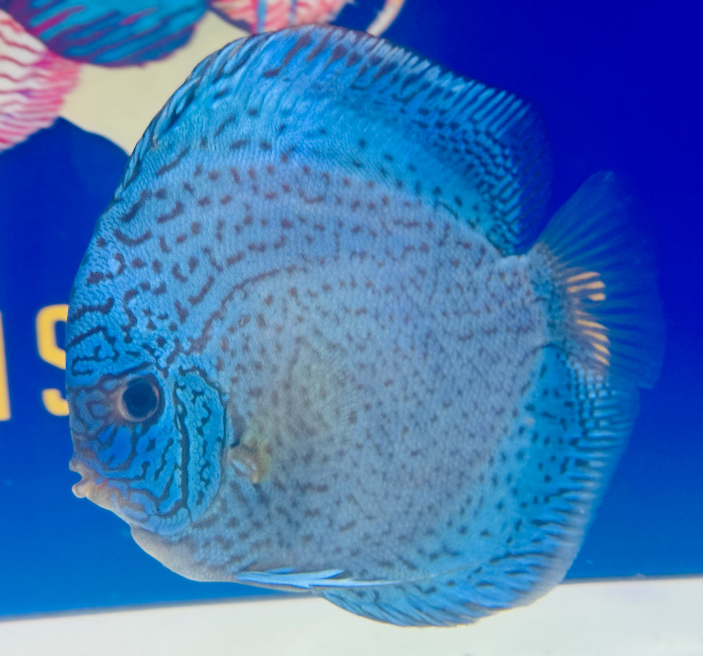 Royal Sapphire Premium Discus 6-6.5” (WYSIWYG)