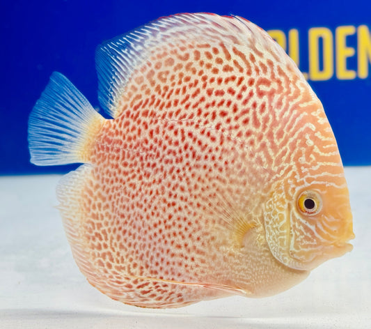 Albino Leopard Snake Discus 5-5.5"