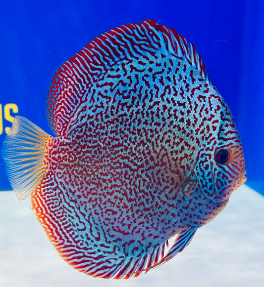 Premium Viper King Discus 6-6.5” (WYSIWYG)