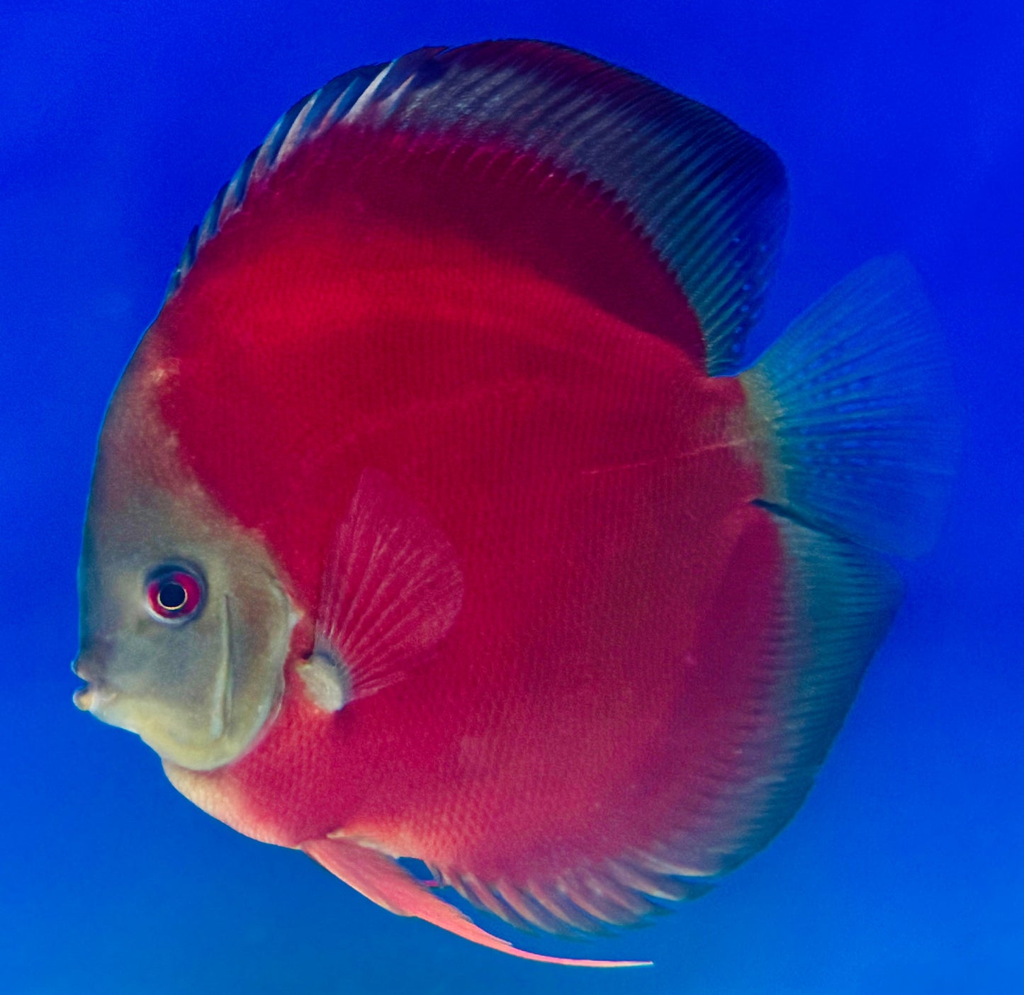 Red Cover Discus Premium 6-6.5"