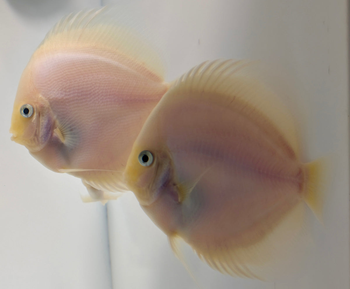 Snow White Discus 5-5.5"