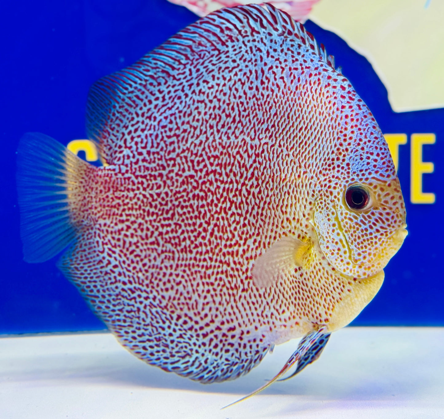 Panthera Jumbo Premium Discus 6.5-7.5"