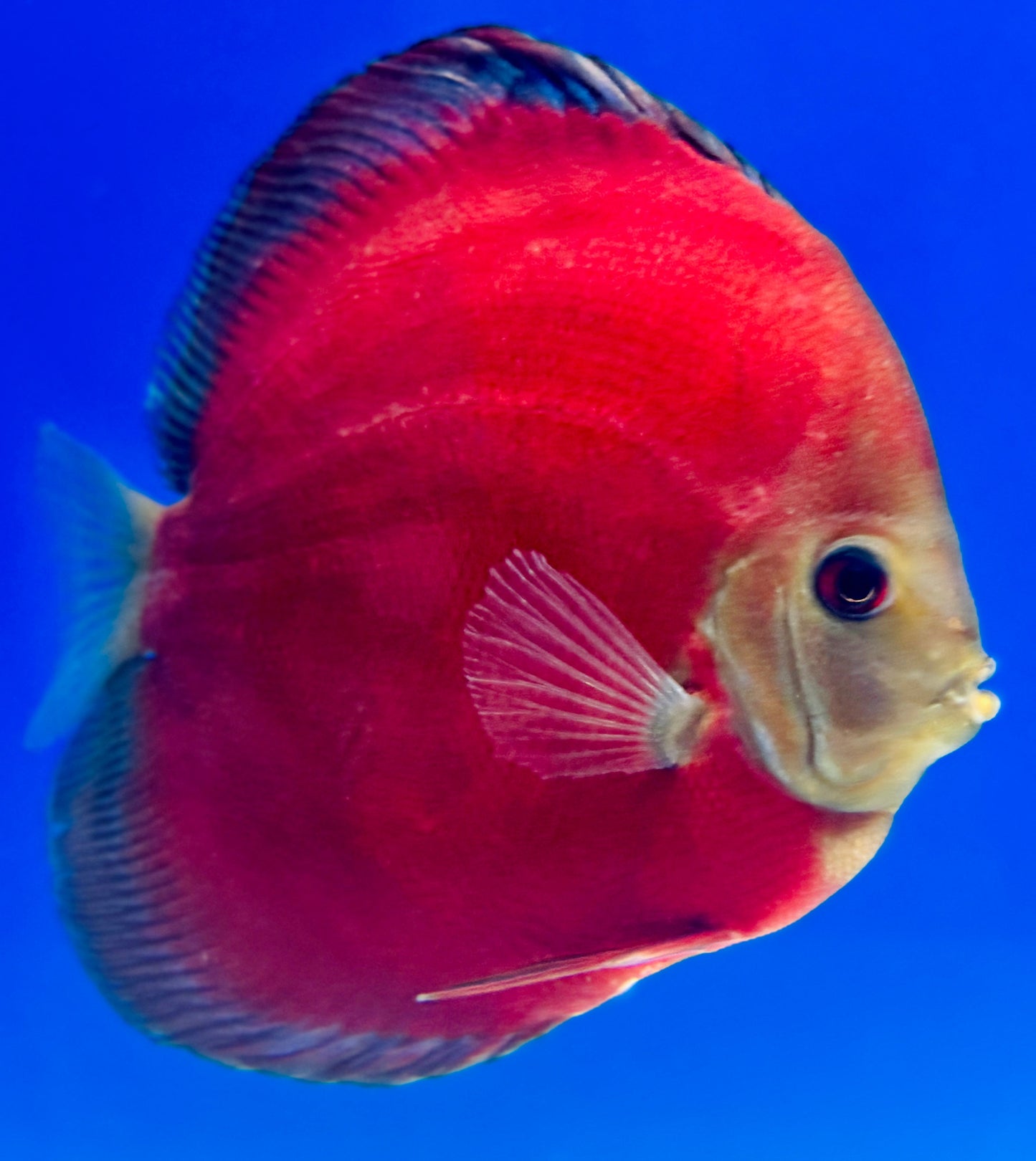 Red Cover Discus Premium 6-6.5"