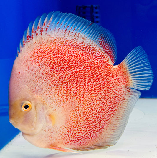 Snow Panthera Discus 5-5.5"