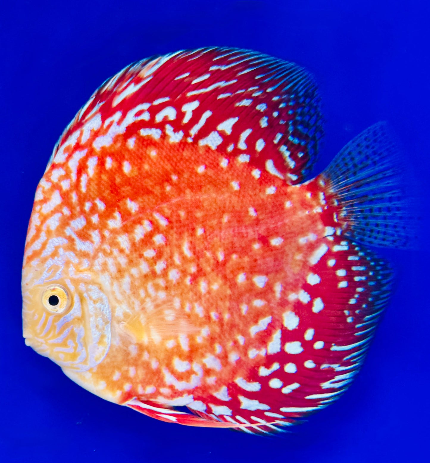 White Pigeon Checkerboard Discus 5-5.5"