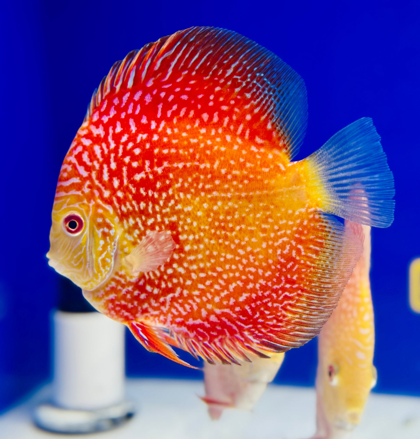 Pigeon Scarlet Snake Discus 5-5.5"