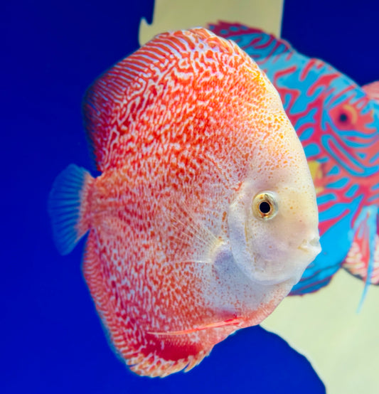 Snow Viper King Jumbo Premium Discus 6.5-7.5"