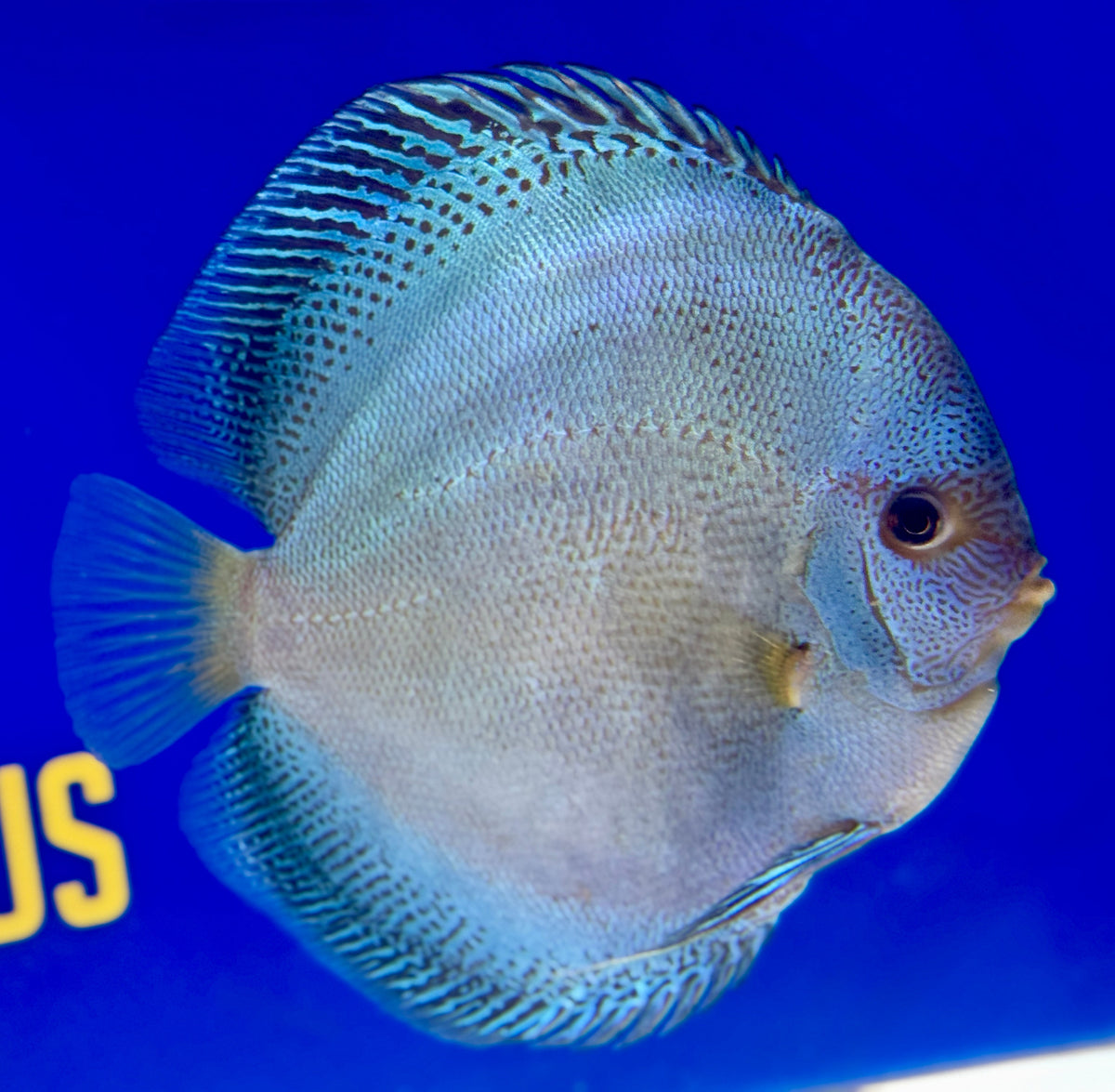 Dragon Snakeskin Jumbo Premium Discus 6.5-7.5"