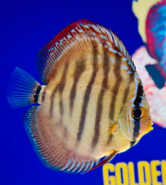 Red Cuipeua Cover Discus 5-5.5"