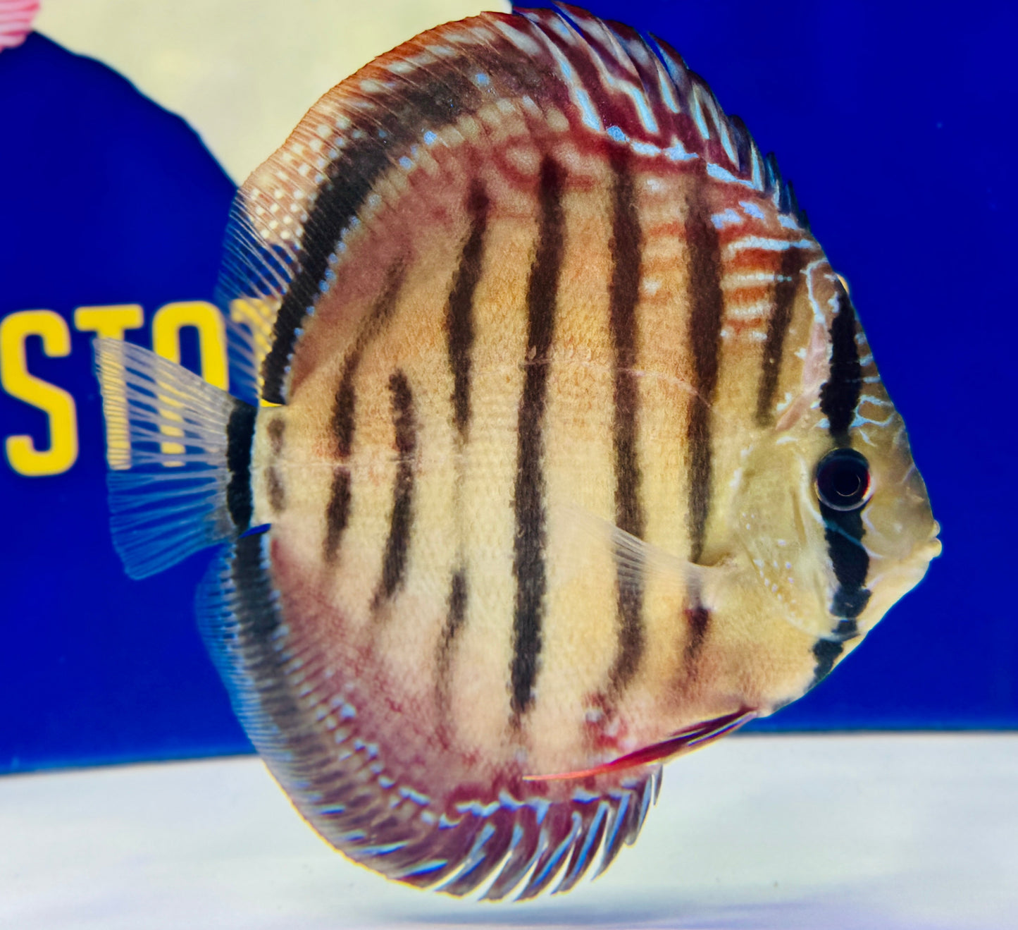Wild Cross Red Iripixi Discus 5-5.5"
