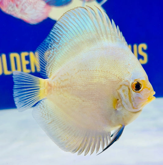 Reflection Deep Discus 4-4.5"