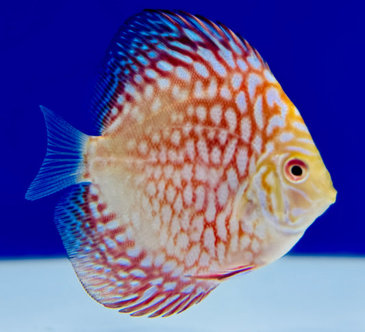 Majestic Pigeon Checkerboard Discus 3-3.5"