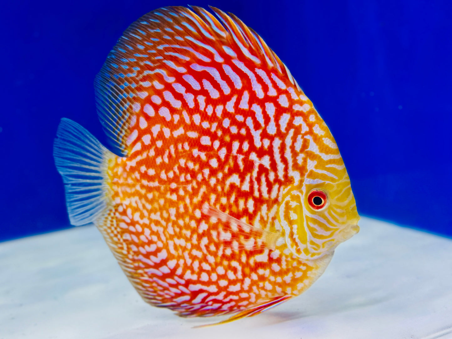 Pigeon Checkerboard Discus 5-5.5"