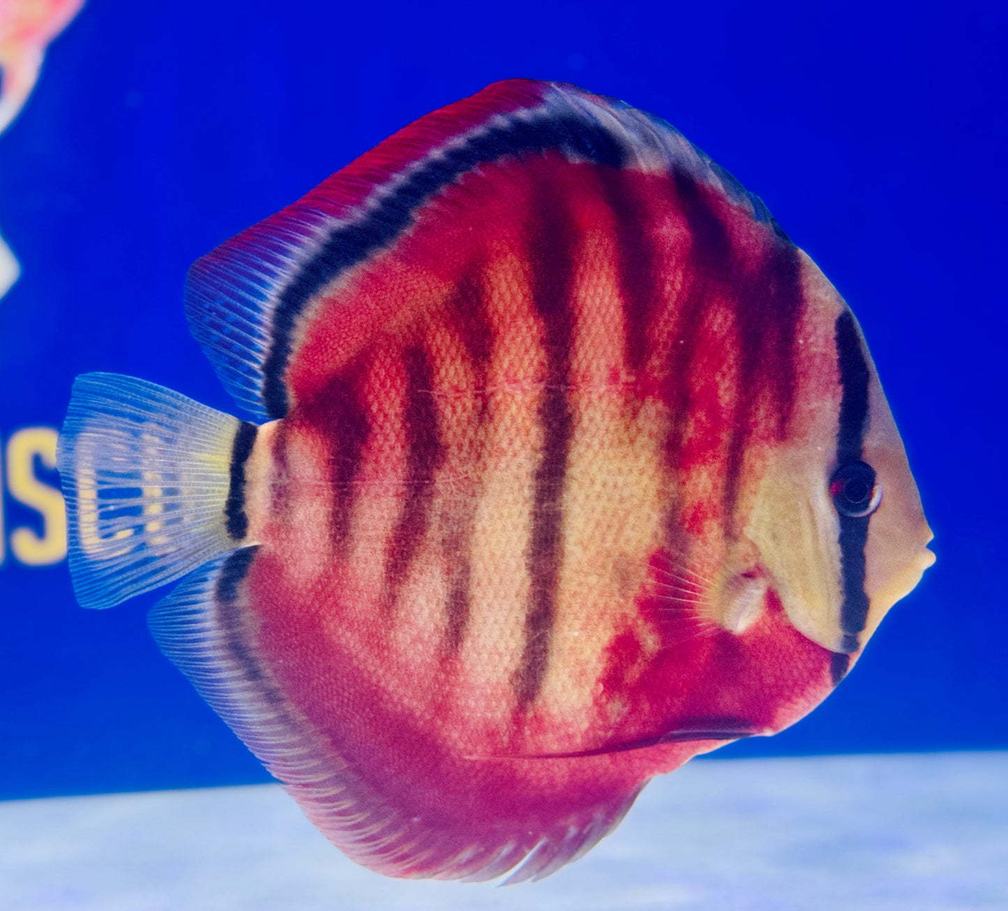 Sun Merah KL Premium Discus 6-6.5"