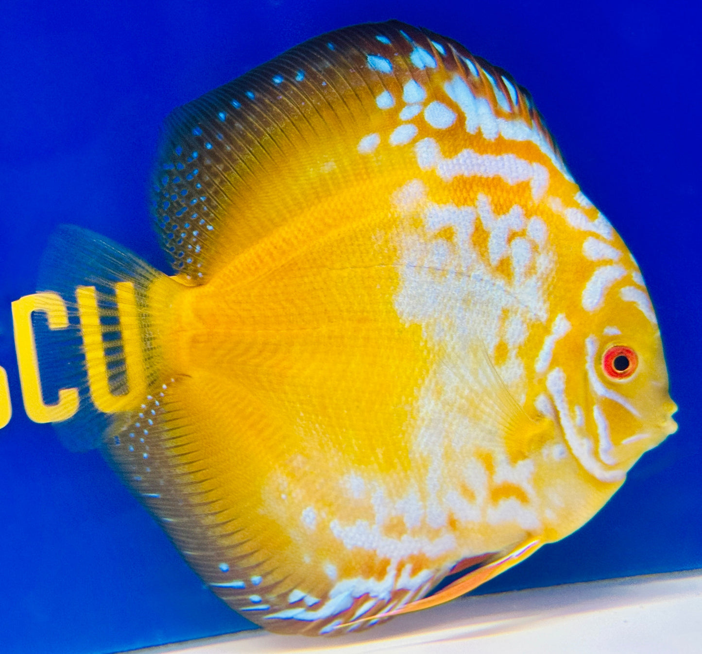 Golden Crystal Premium Discus  6-6.5"