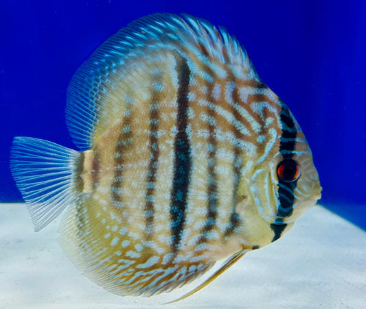 Blue Moon Heckle Cross Discus 4.5-5"