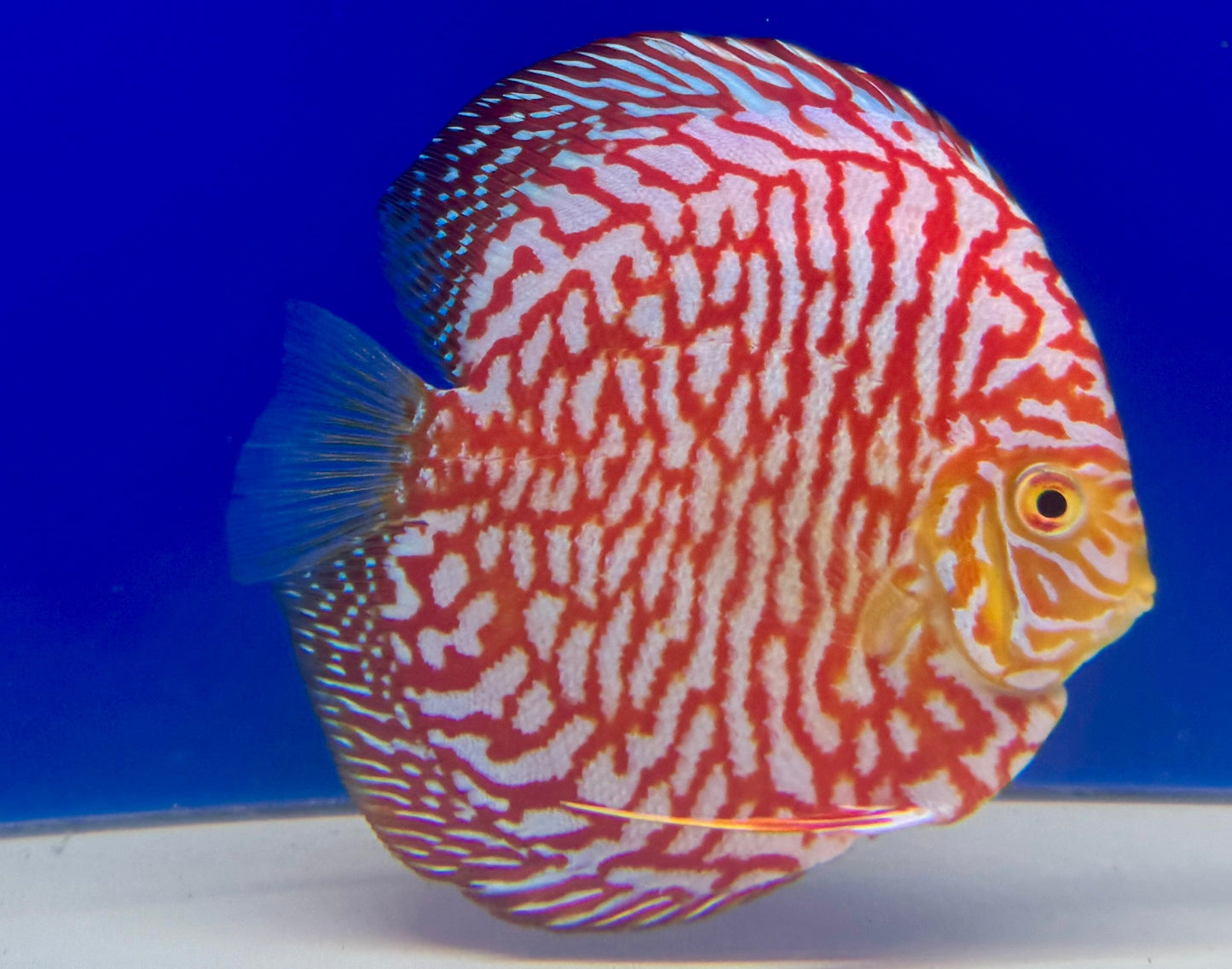 Majestic Pigeon Checkerboard Discus 5-5.5"