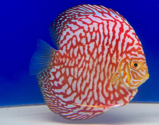 Majestic Pigeon Checkerboard Discus 5-5.5"