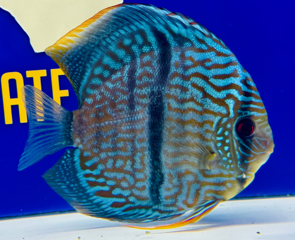 Blue Moon Heckle Cross Premium Kl Discus 6-6.5"