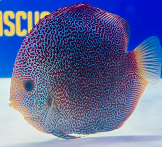 Premium Panthera Discus 6-6.5” (WYSIWYG)