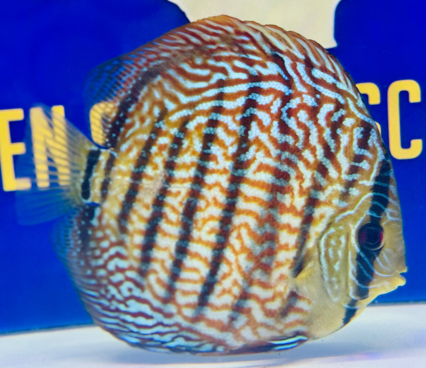 Red Spotted KL Discus Premium 6-6.5"