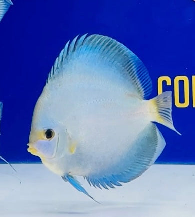 Diamond Snake Discus 5-5.5"