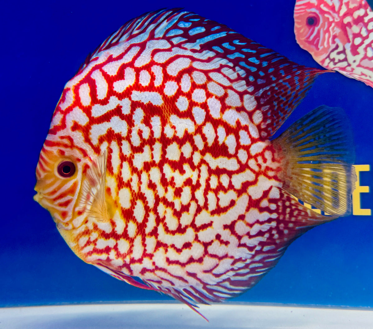 Pigeon Checkerboard Discus Extra Jumbo Premium 7-8"