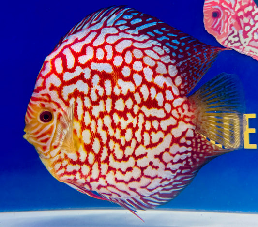 Pigeon Checkerboard Discus Extra Jumbo Premium 7-8"