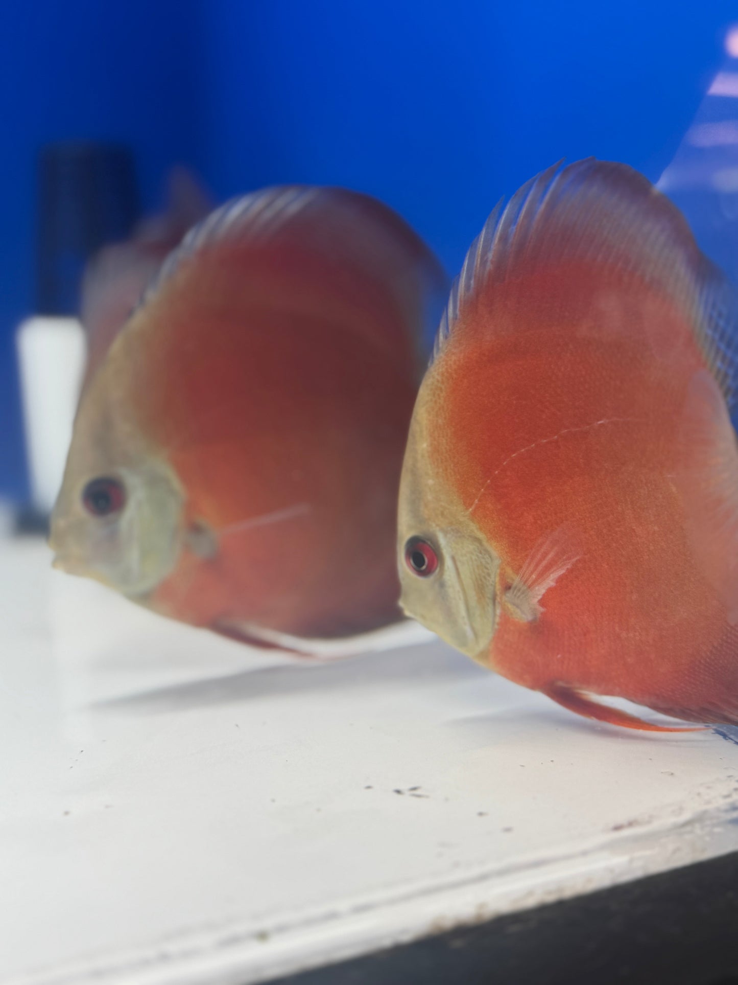 Red Cover Discus 4-4.5"