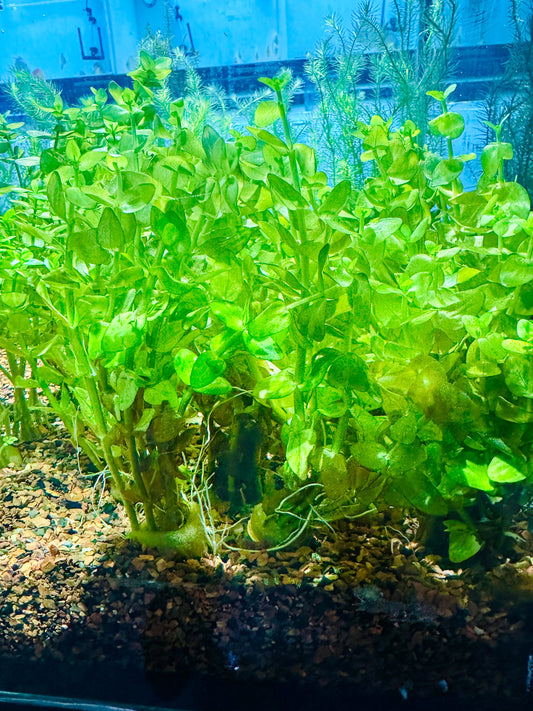 Bacopa Caroliniana "Yellow Flame"