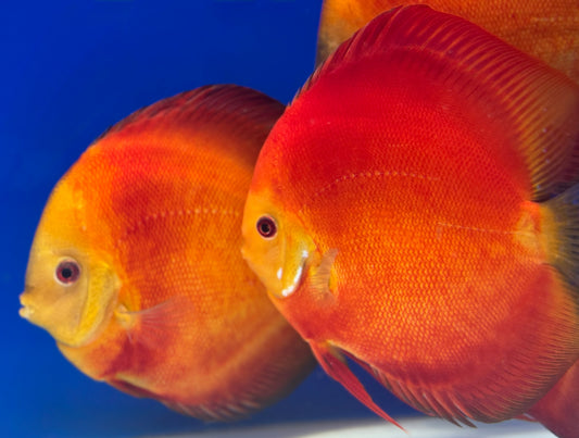 Melon Discus Premium 6-6.5"