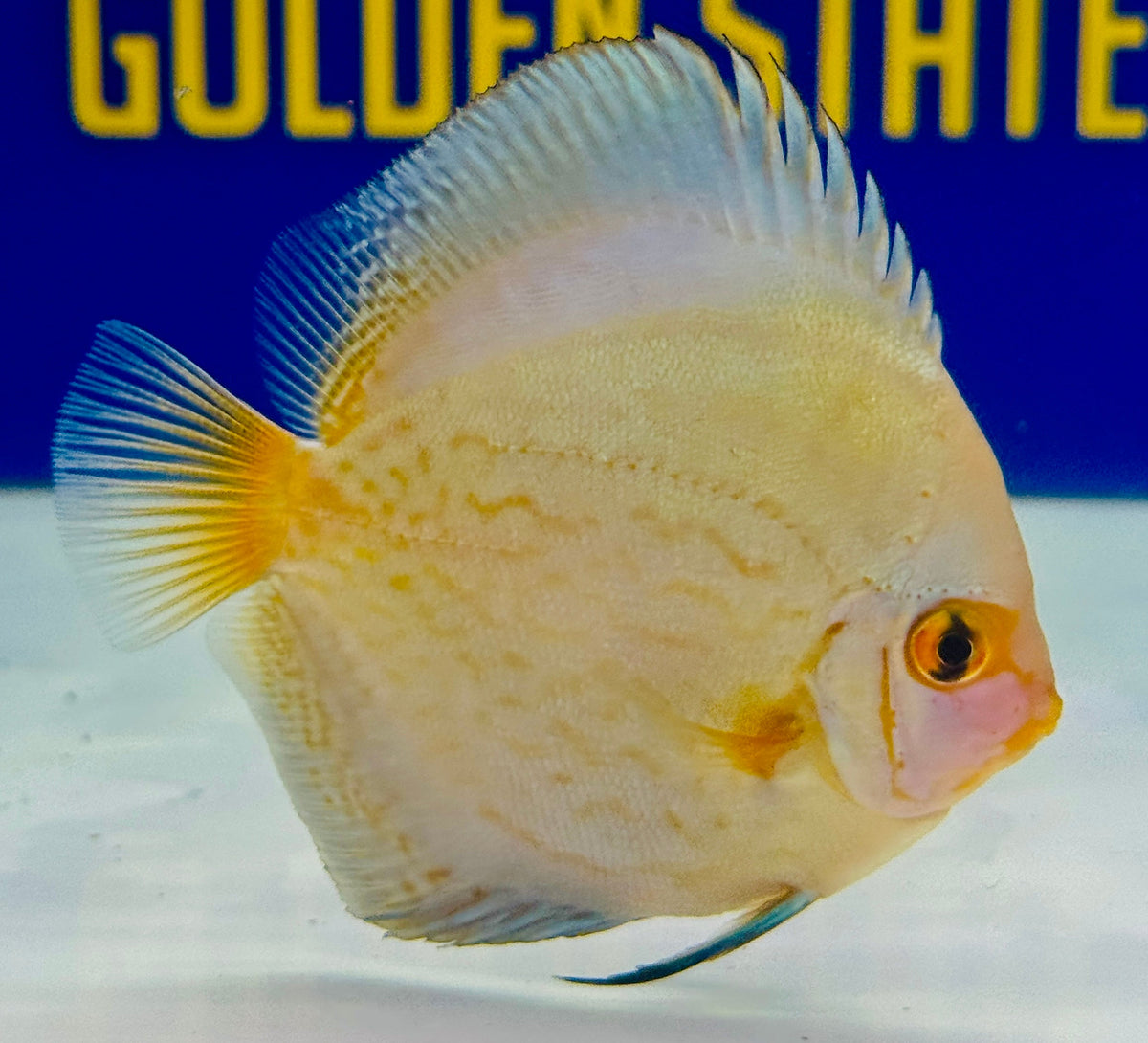 Reflection Deep Discus 3-3.5"
