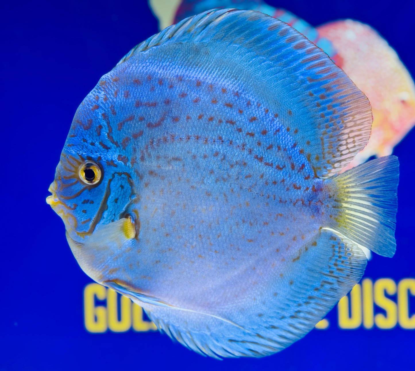Royal Sapphire Discus Premium Jumbo 6.5-7.5"