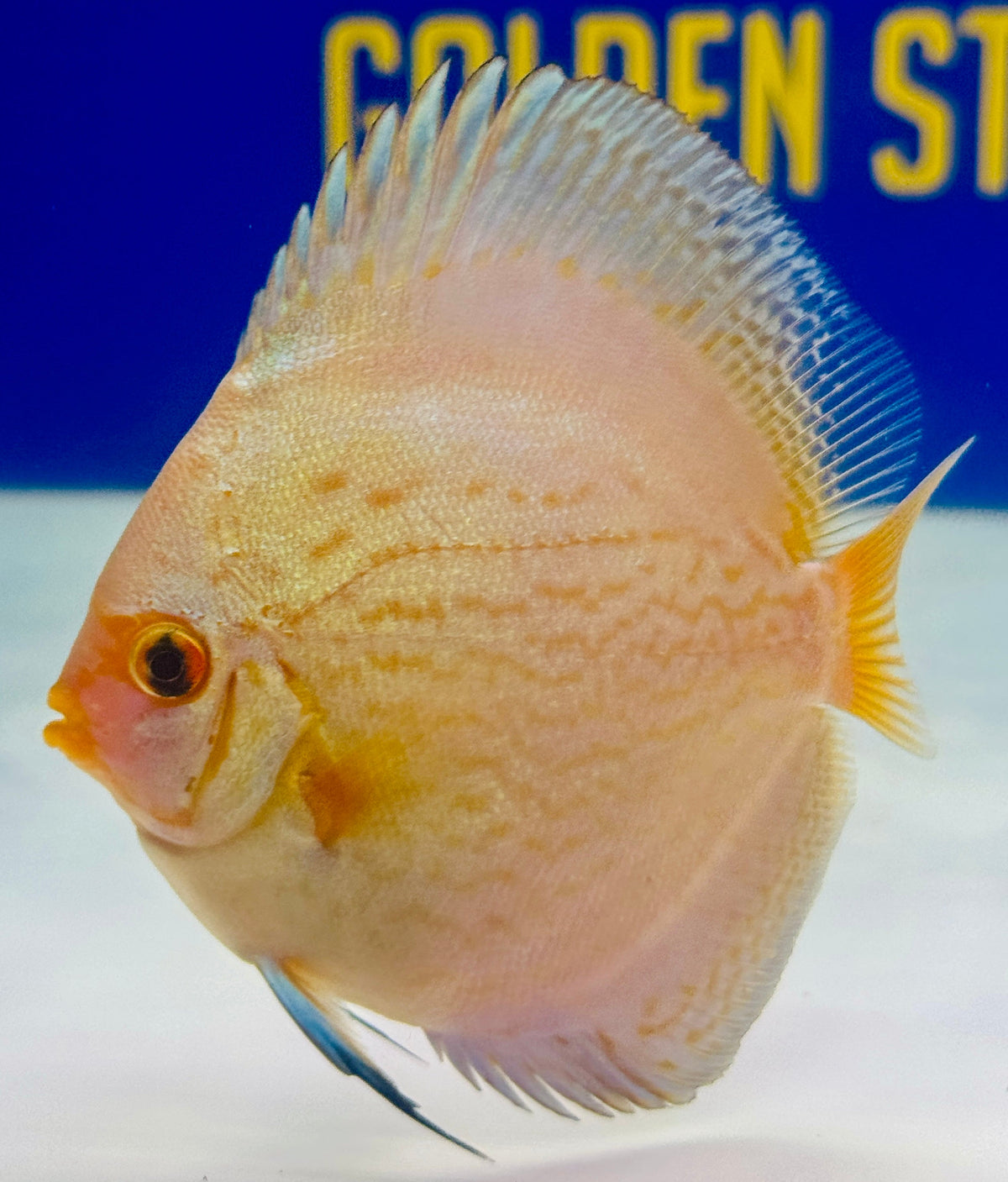 Reflection Deep Discus 3-3.5"