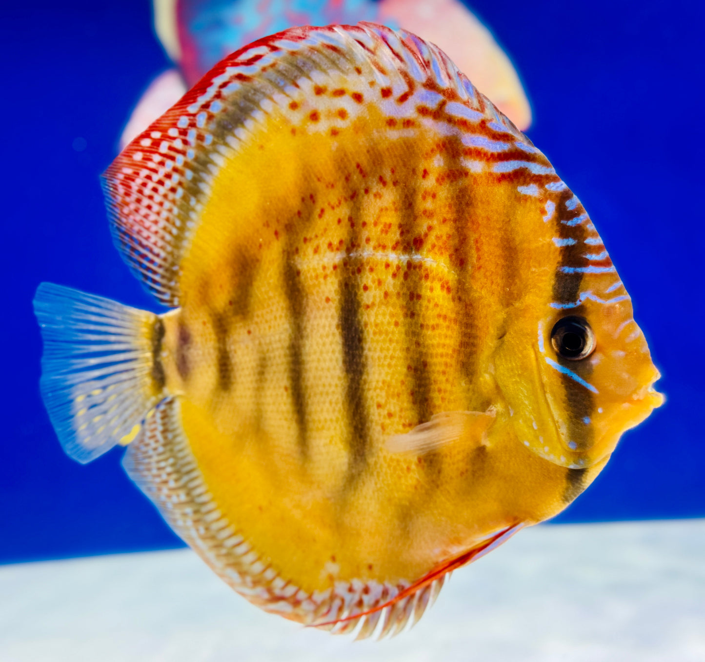Red Cuipeua Cover Discus Jumbo Premium 6.5-7.5"