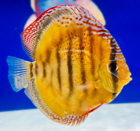 Red Cuipeua Cover Discus Jumbo Premium 6.5-7.5"
