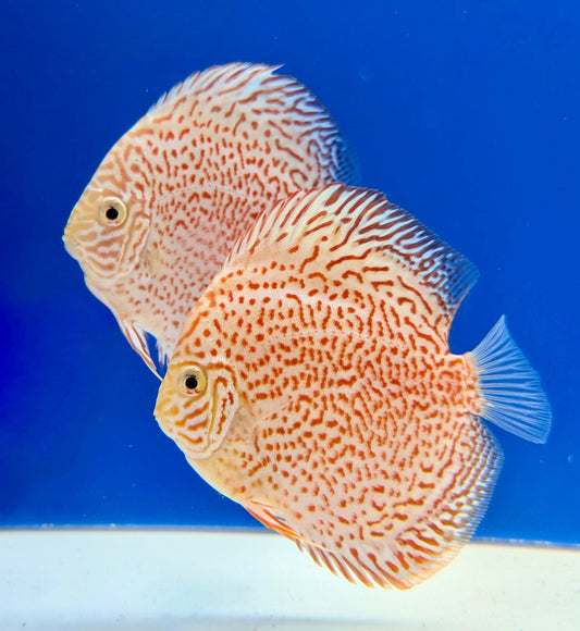 Albino Viper King Discus 4-4.5"