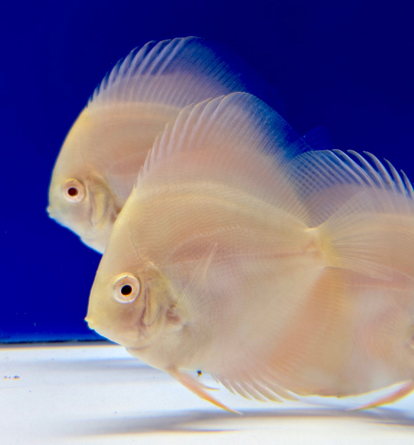 Albino Pearl Diamond Discus 3-3.5"