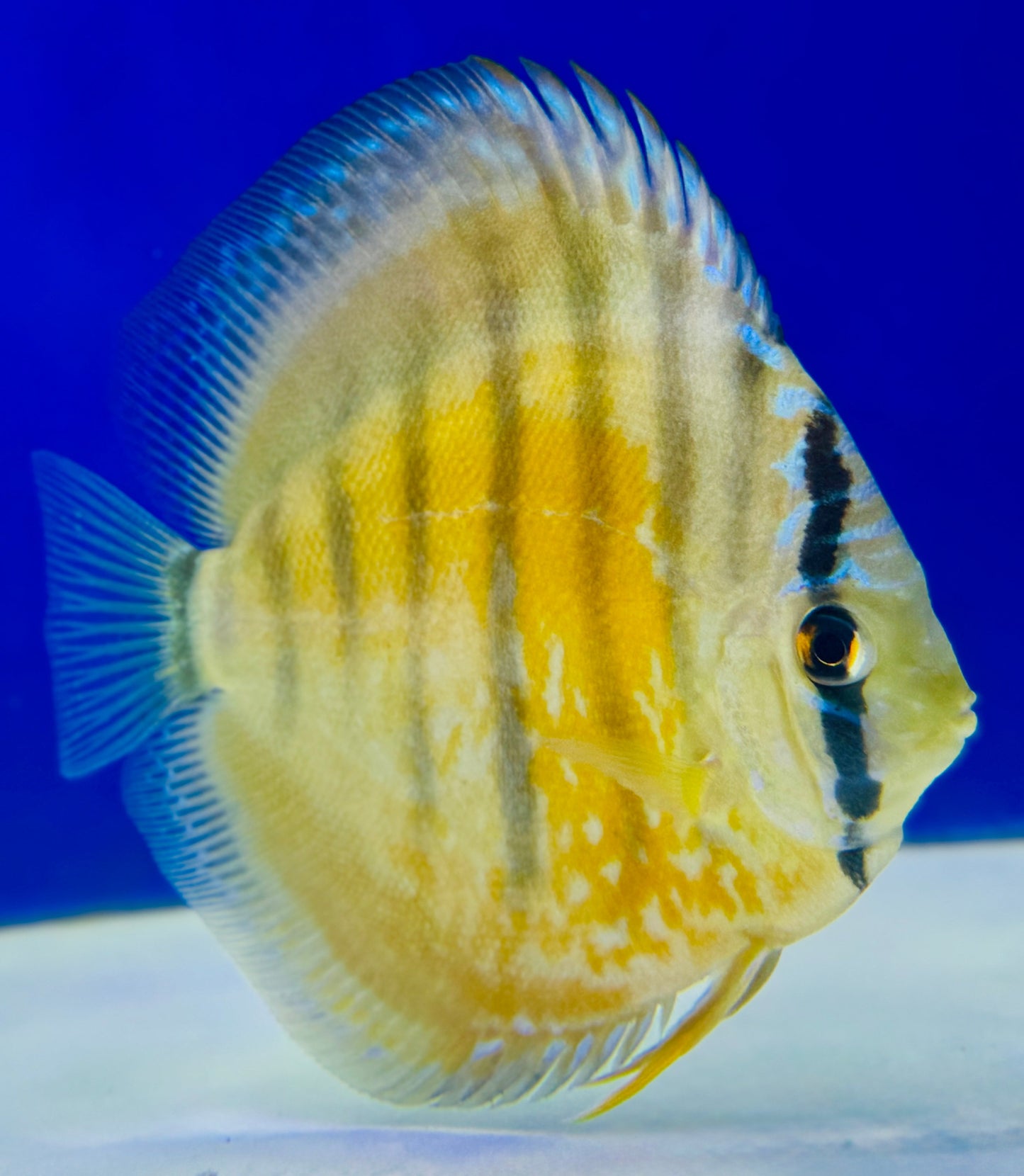 Wild Cross Yellow Paraconi Discus 4.5-5"