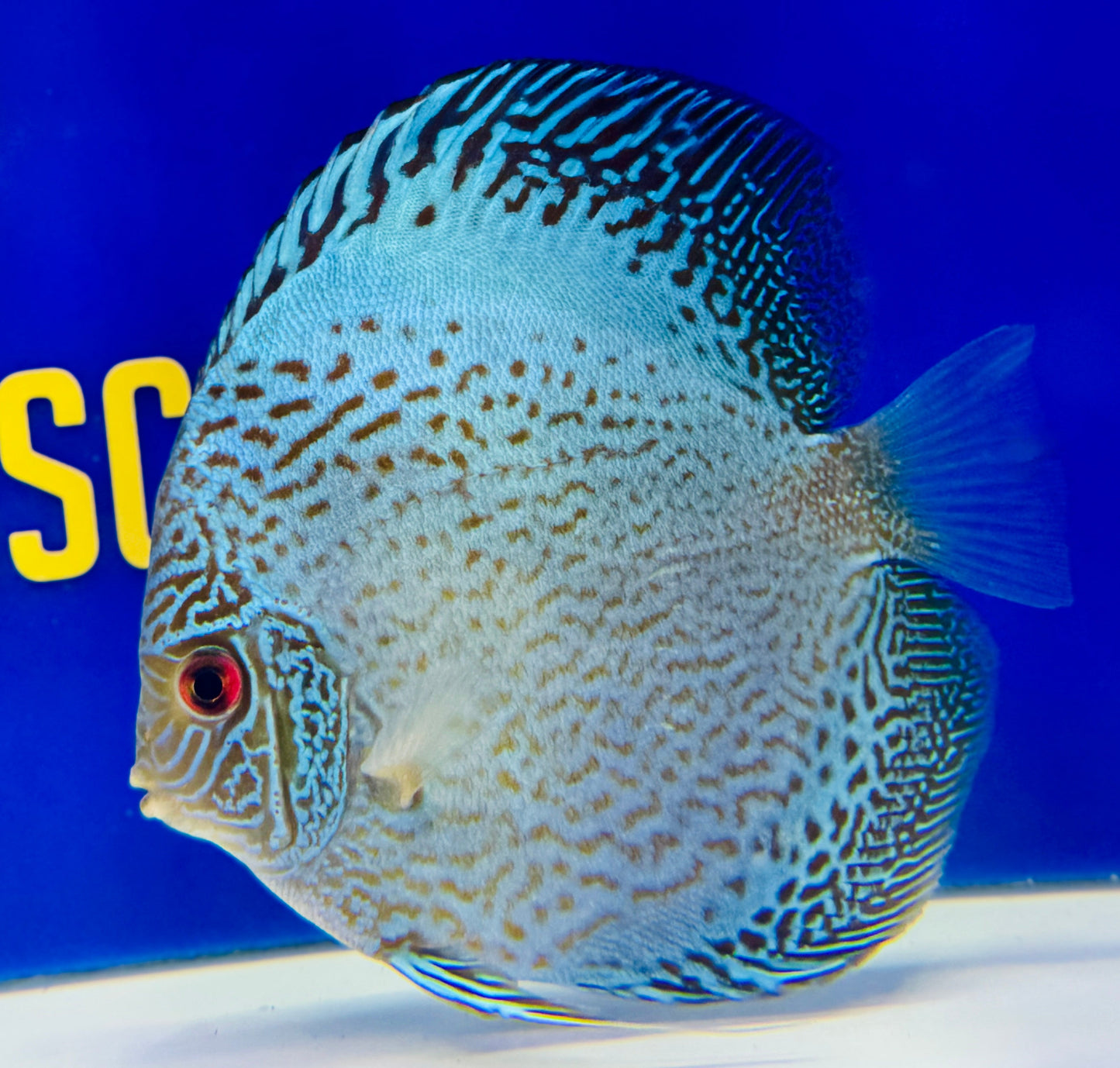 Scorpion Snake Discus 5-5.5"